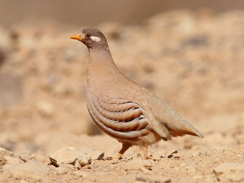 Desert Survivor: The Sand Partridge