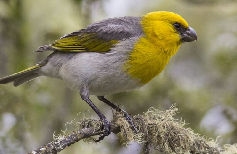 Palila – Golden Finch Of Mauna Kea