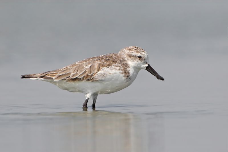 Spoon-Billed Sandpiper