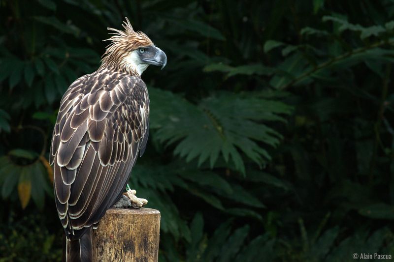 Philippine Eagle – Forest Guardian Of Mindanao