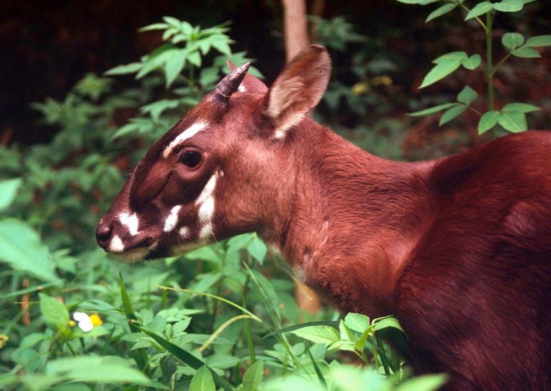 Saola