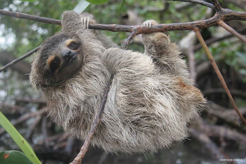 Pygmy Three-toed Sloth