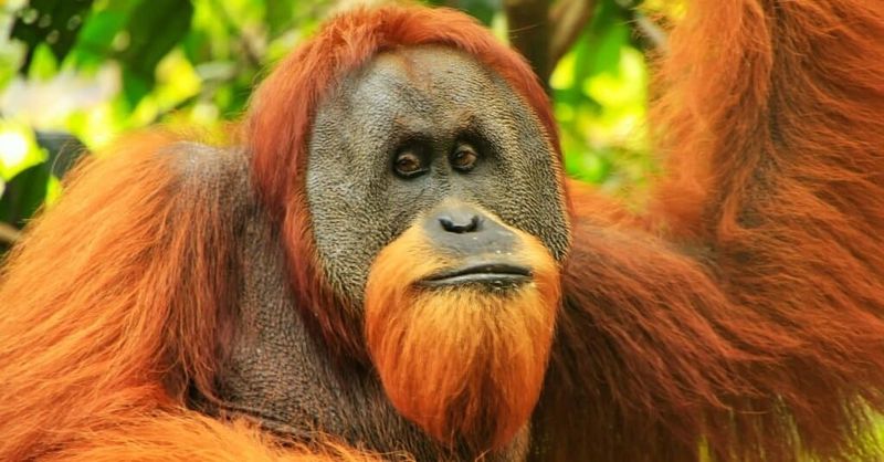 Sumatran Orangutan: The Red-Haired Forest Engineers