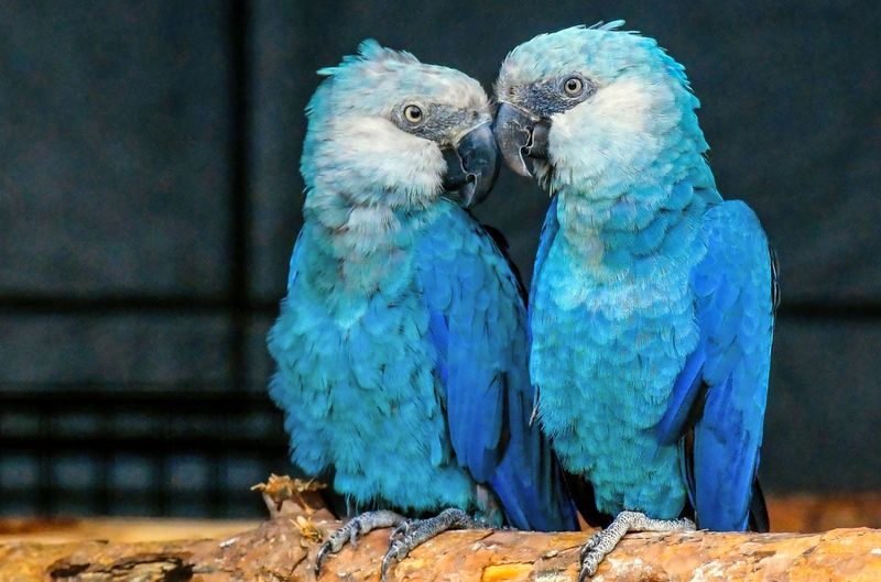 Spix's Macaw