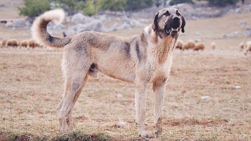 Kangal