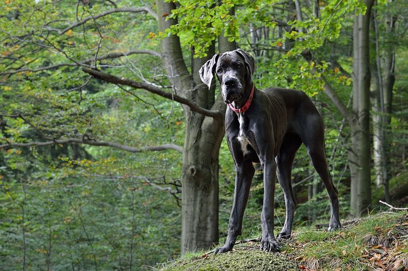 Great Dane: The Gentle Giant With Hidden Courage