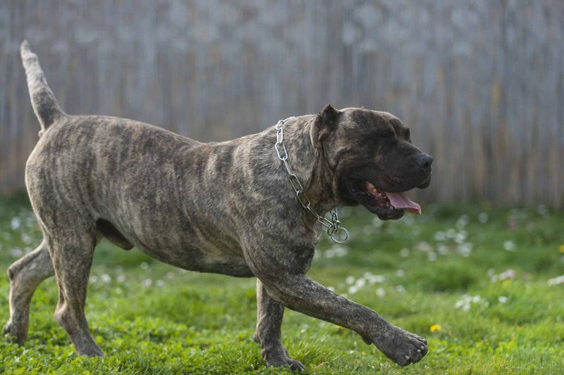 Bandog: The Medieval Powerhouse