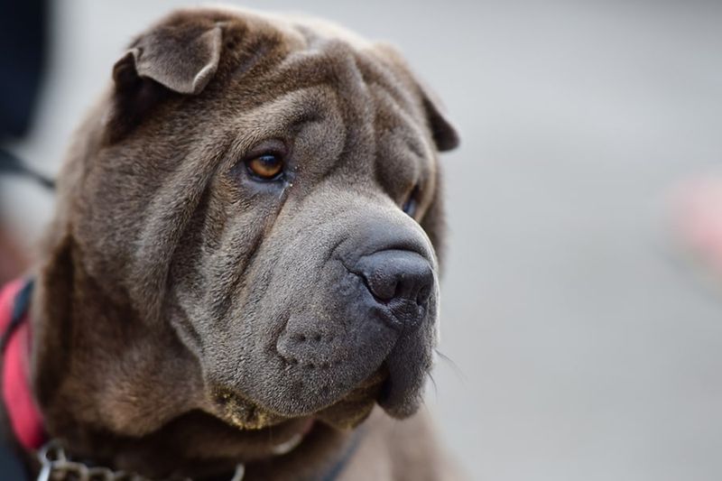 Shar-Pei: The Wrinkled Sentinel