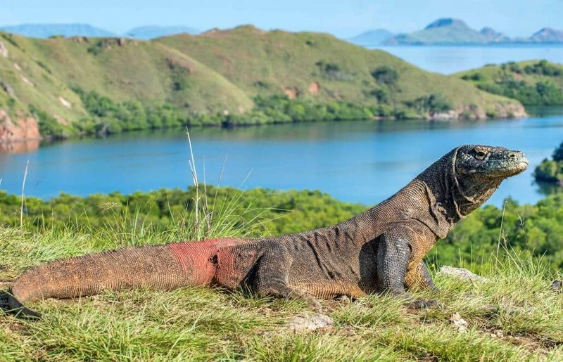 Komodo Dragon – Indonesia's Ancient Island Predator
