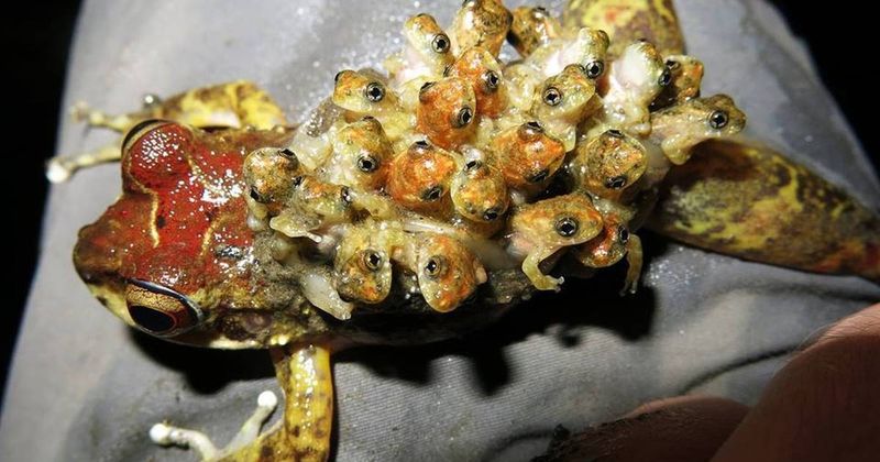Surinam Toad's Back Nursery