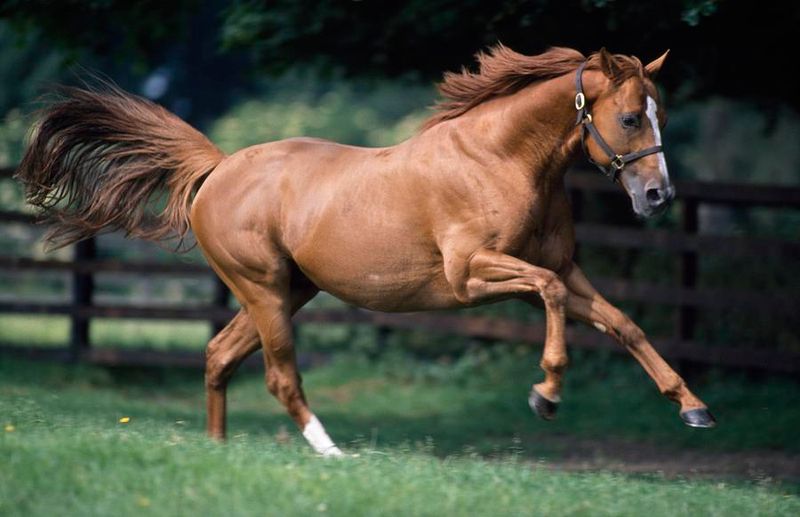 Horse