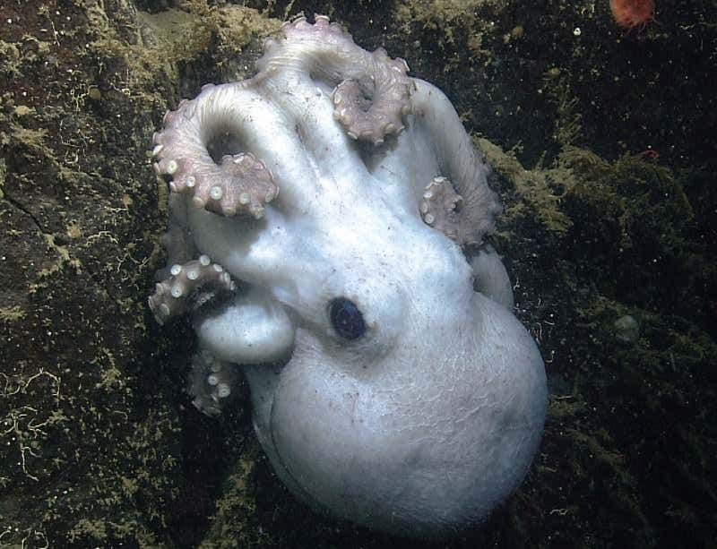Octopus