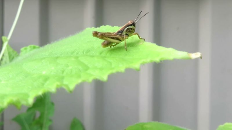 Grasshopper
