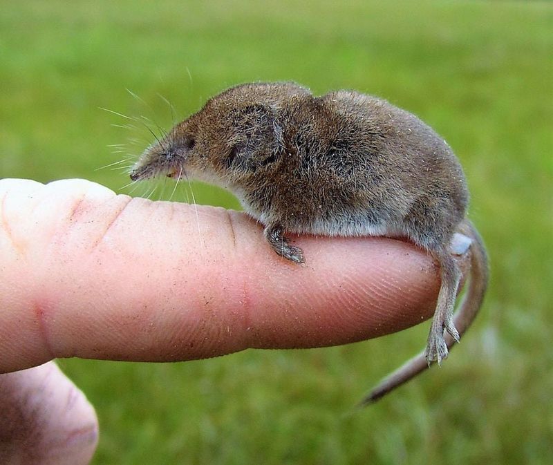 Pygmy Shrew