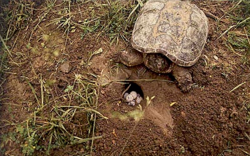Snapping Turtles: The Hands-Off Protectors