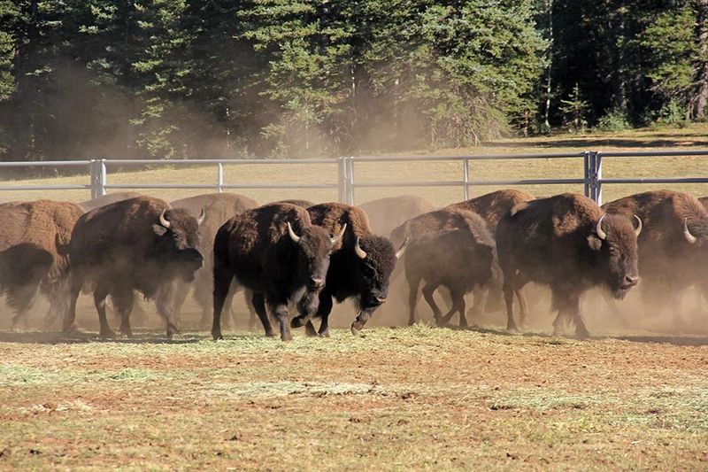 Arizona's Grand Canyon Buffalo Find New Home Range
