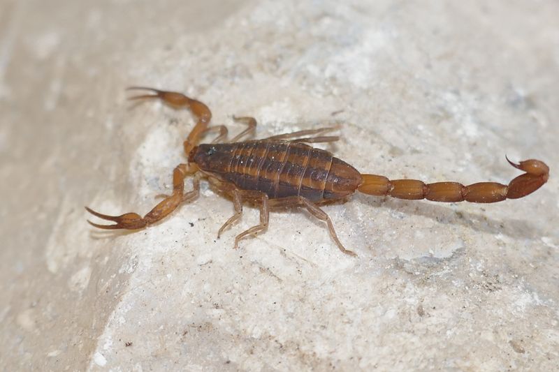 Georgia's Coastal Plain Burrowers