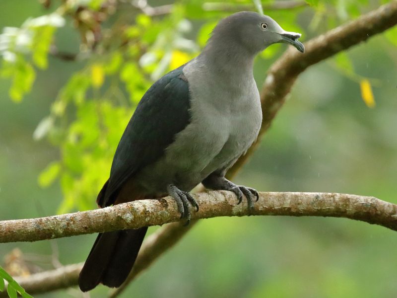 Marquesan Imperial Pigeon – Pacific Island Giant
