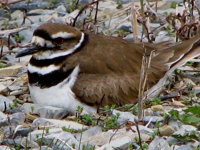 Killdeer