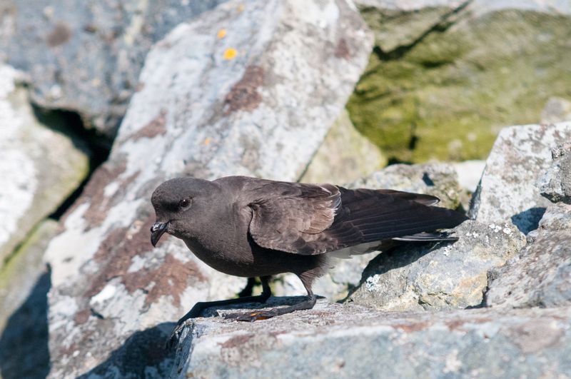 Storm Petrel