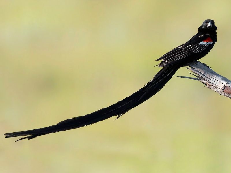 Long-Tailed Widowbird