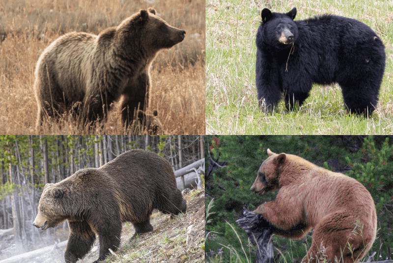 Know How To React To Different Bears
