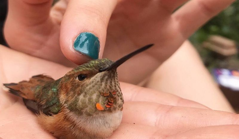 Never Feed A Grounded Hummingbird Solid Food!