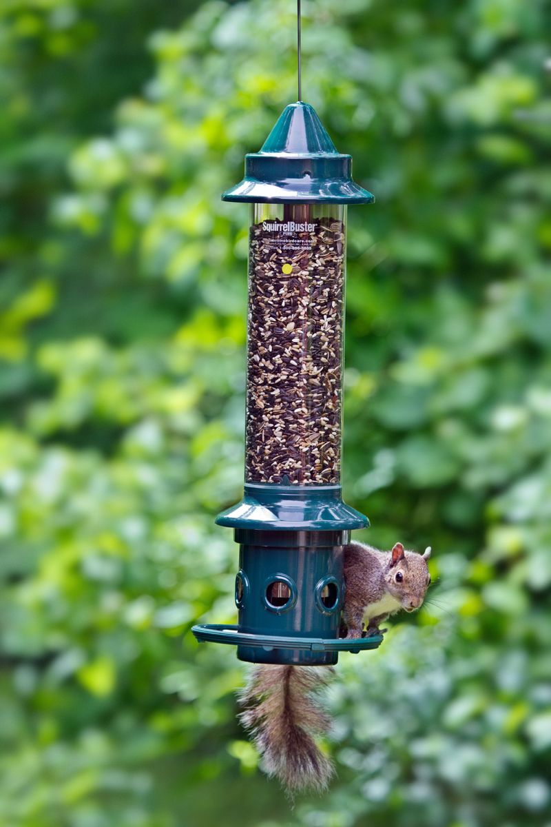 Use A Squirrel-Proof Bird Feeder With A Weighted Bottom
