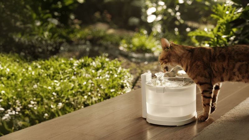 Offer Fresh Water Sources