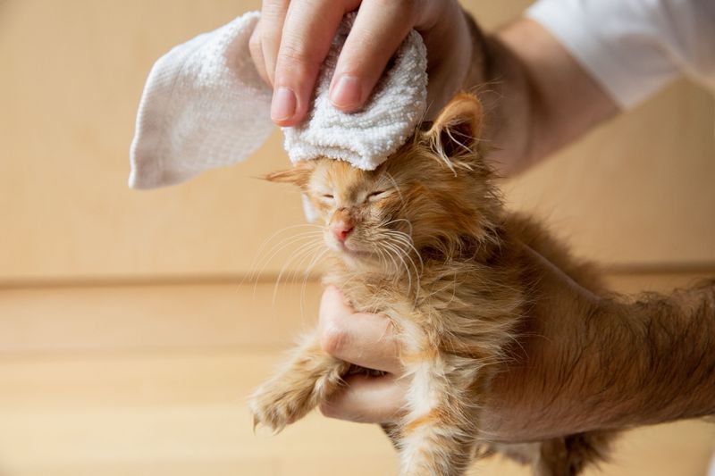 Start With Paws