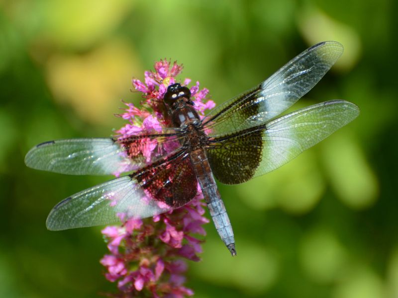 Cultivate Insect Diversity