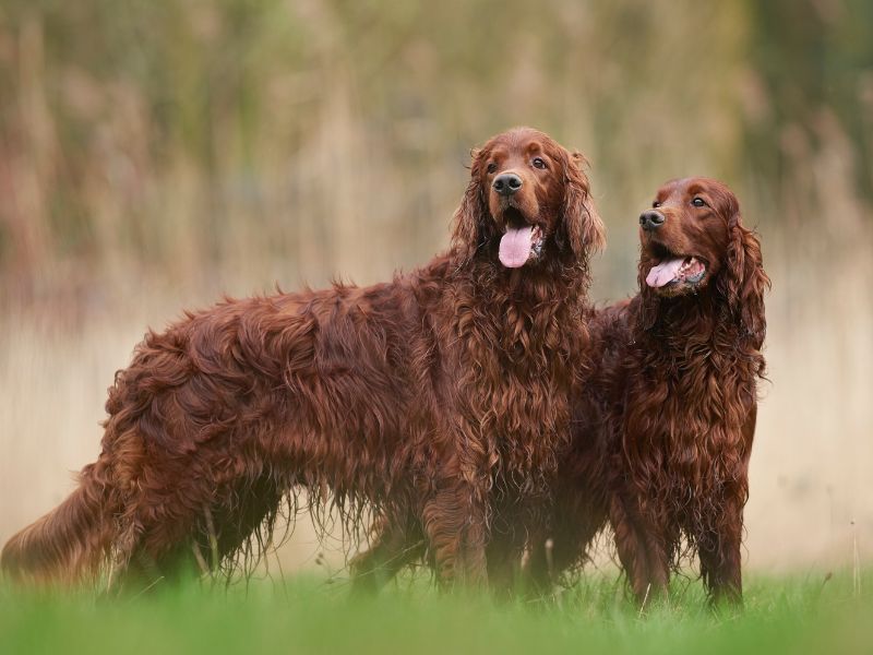 Irish Setter: The Refined Redhead