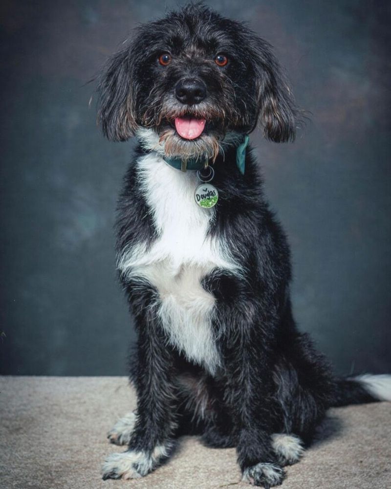 Bordoodle (Border Collie And Poodle mix)