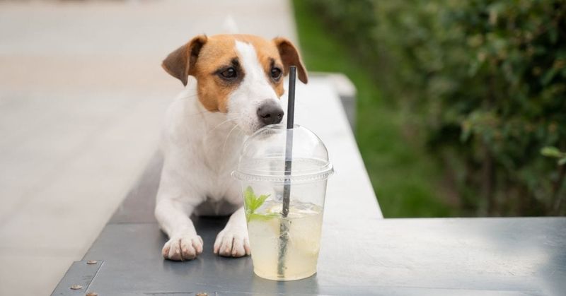 Fruit-Infused Water Refresher