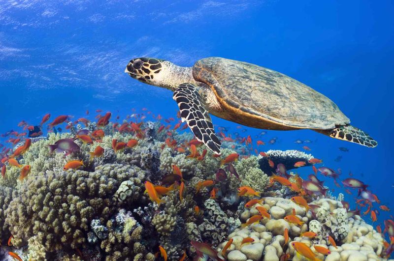 Hawksbill Sea Turtle