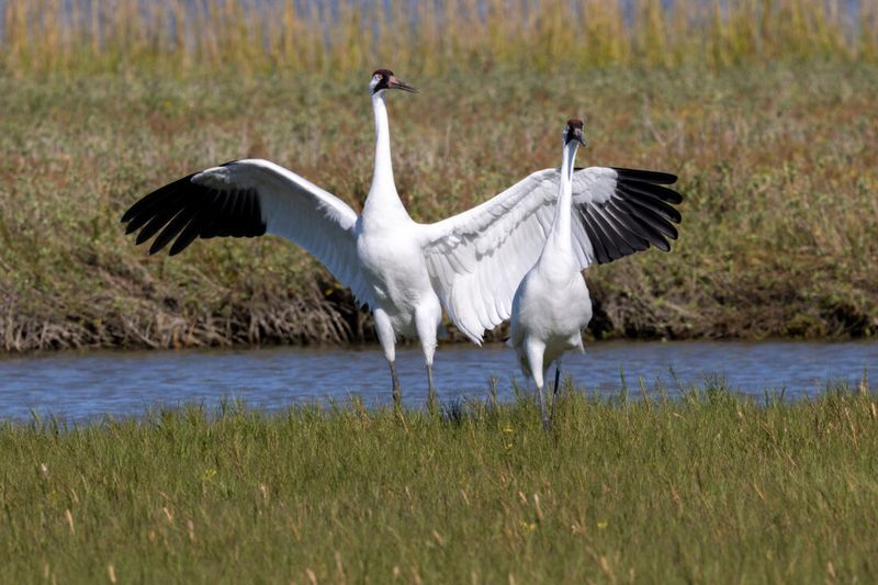 Whooping Crane