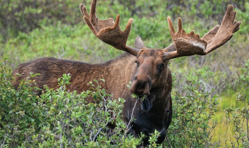 Anchorage Coastal Wildlife Refuge