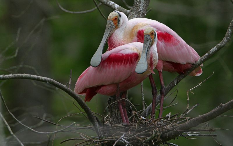 Louisiana – Cypress Island Preserve