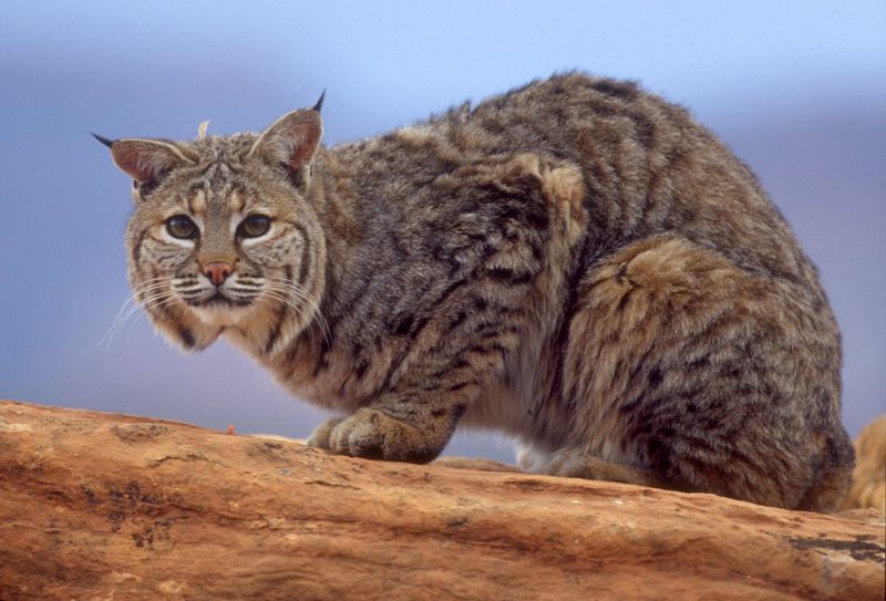 Utah's Canyon Country Cats