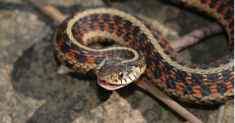 Garter Snake: The Backyard Buddy