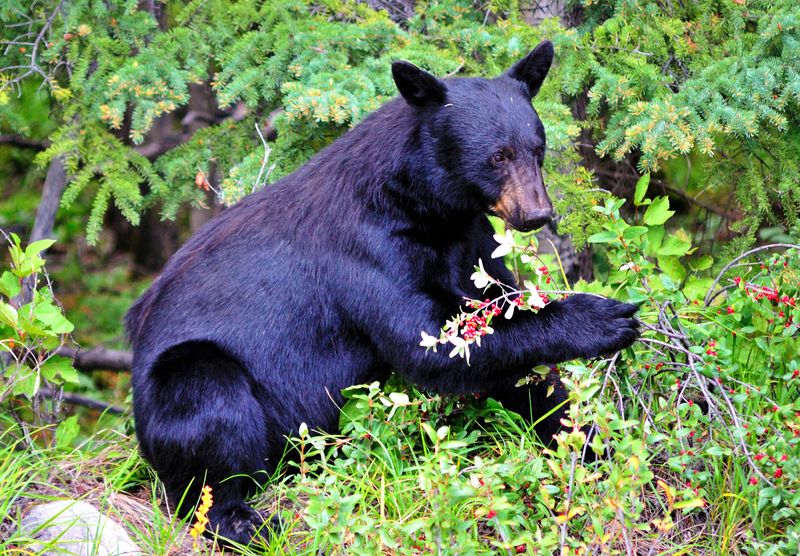 American Black Bear