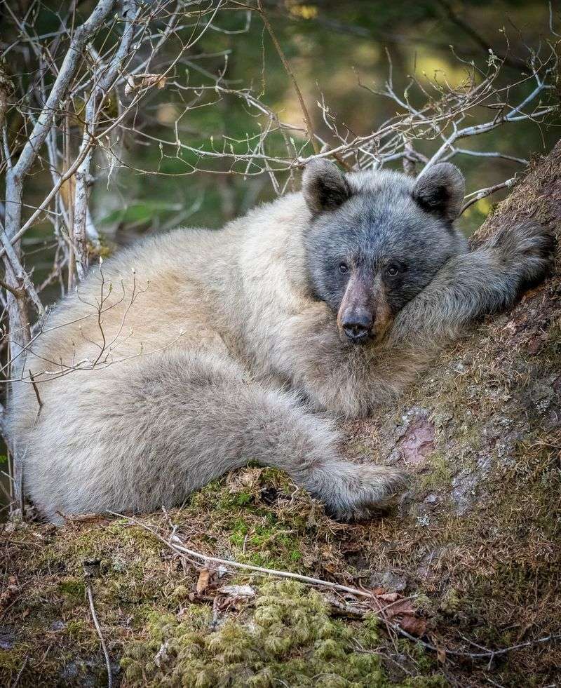 Glacier Bear