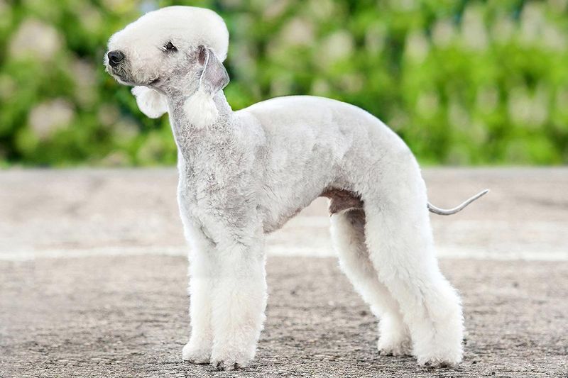 Bedlington Terrier