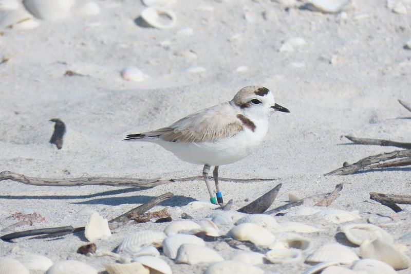 Beach Development Erasing Shorebird Nesting Grounds