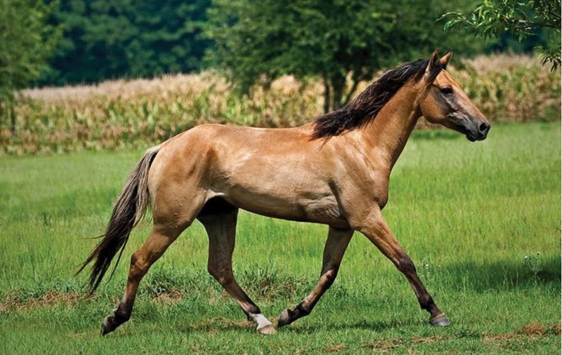Genetic Cousins To Other Colonial Spanish Horses