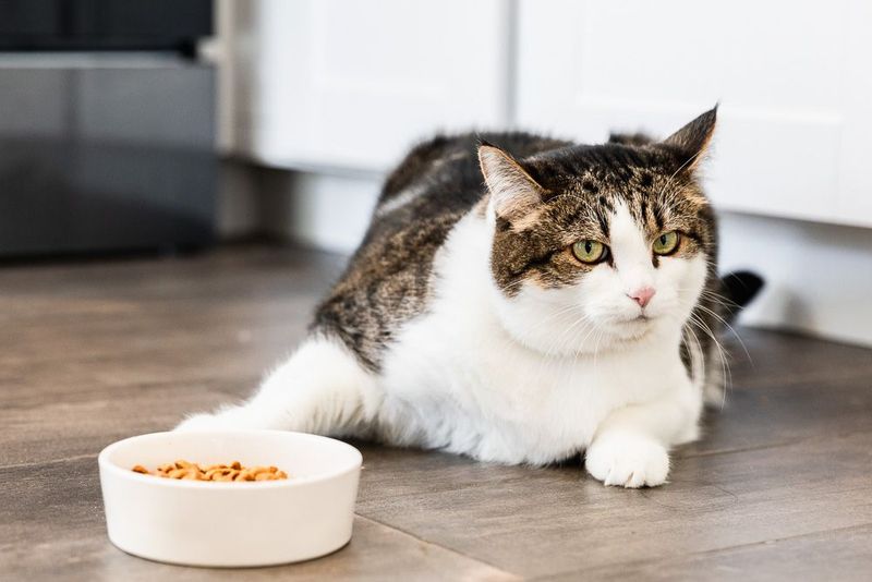 Food Bowl Critics