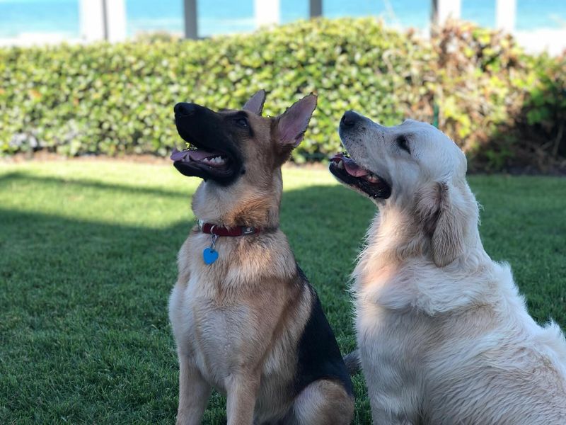 Humping Objects Or Other Dogs