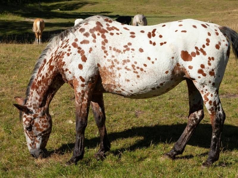 Horse Of Many Talents