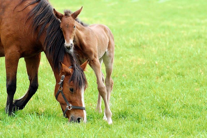 Nursery Horses – The Calf Protectors