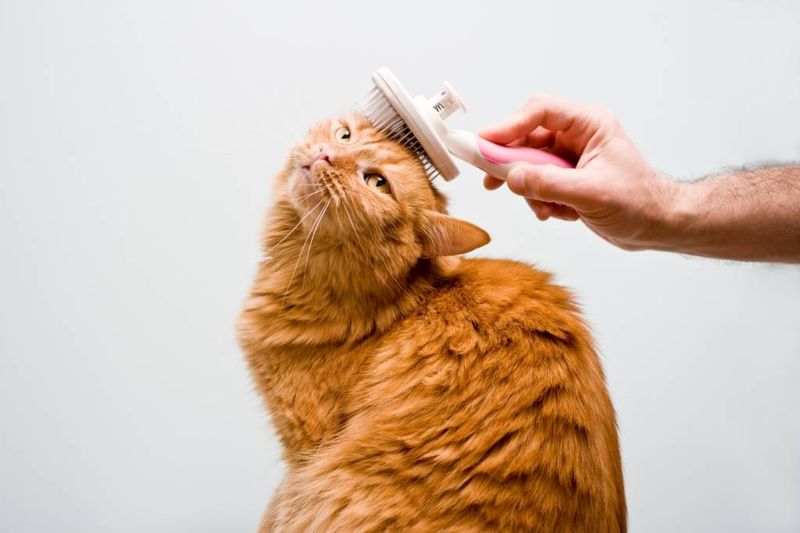 Grooming Lapses: When Baths Become Boring